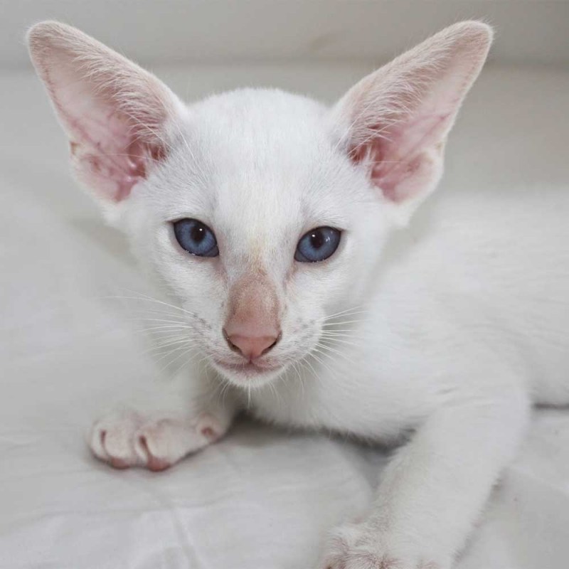 Балинезийская кошка