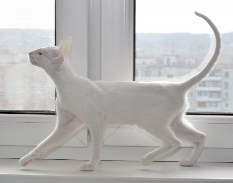 Коты ориенталы белые