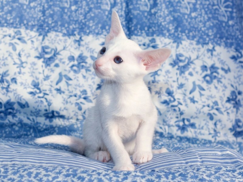 Форин Вайт кошка фото