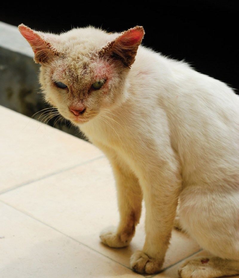 Стригущий лишай лишай у кошек