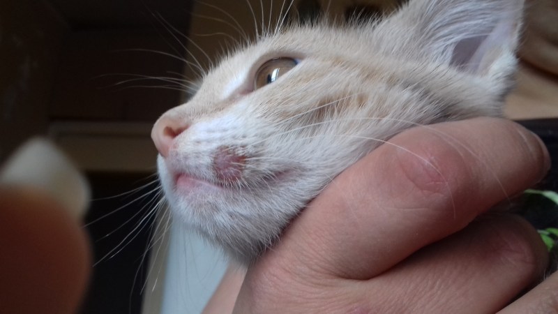 Кошачий отрубевидный лишай