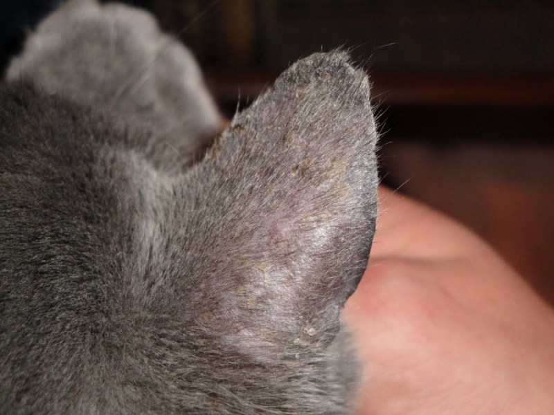 Кошачий стригущий лишай