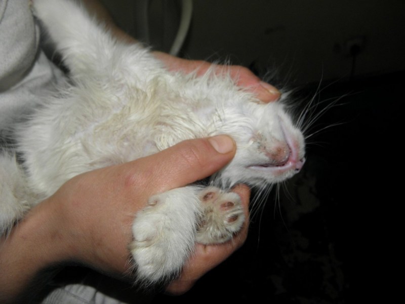 Кошачий стригущий лишай