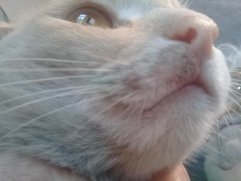 Кошачий стригущий лишай у кошки