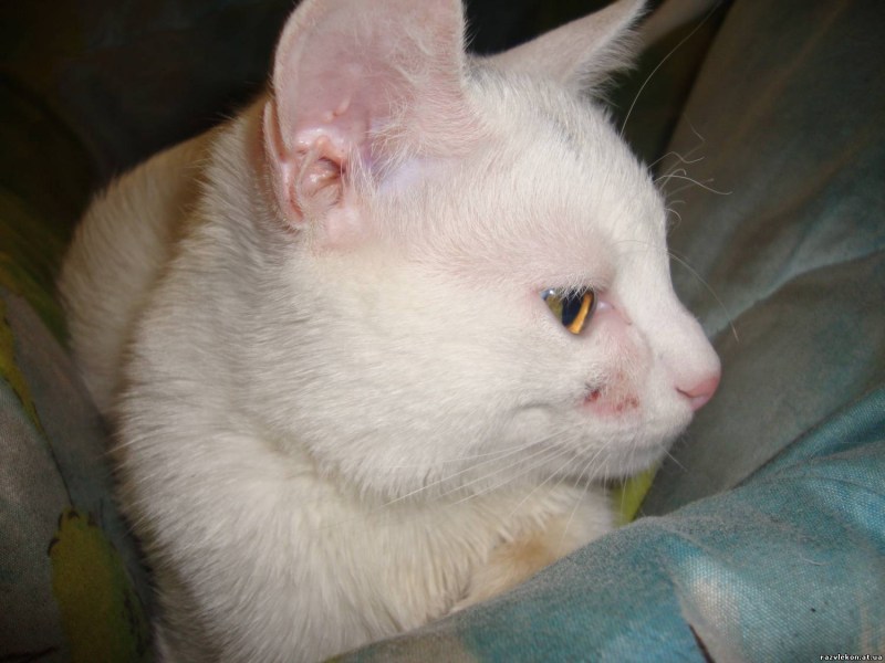 Пятна на мордочке у кота
