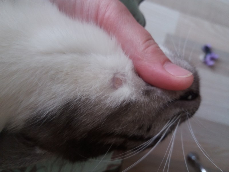 Кошачий стригущий лишай у кошки
