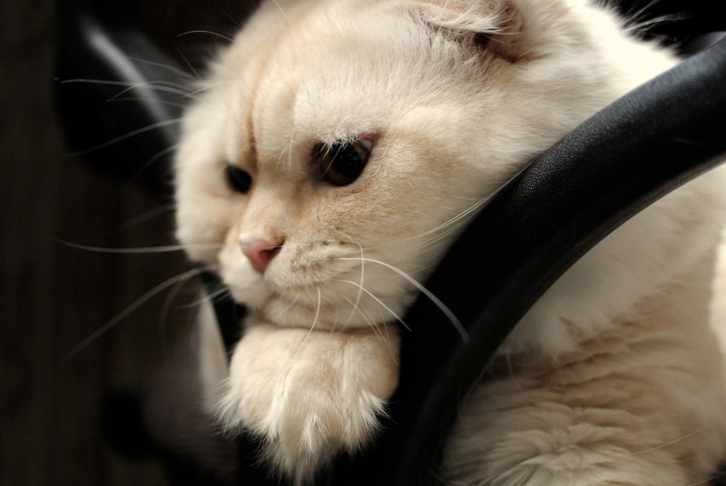Вислоухий кот