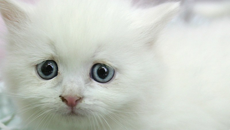 Грустная белая кошка