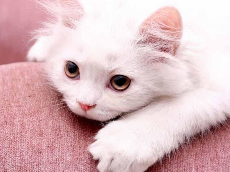 Красивые коты