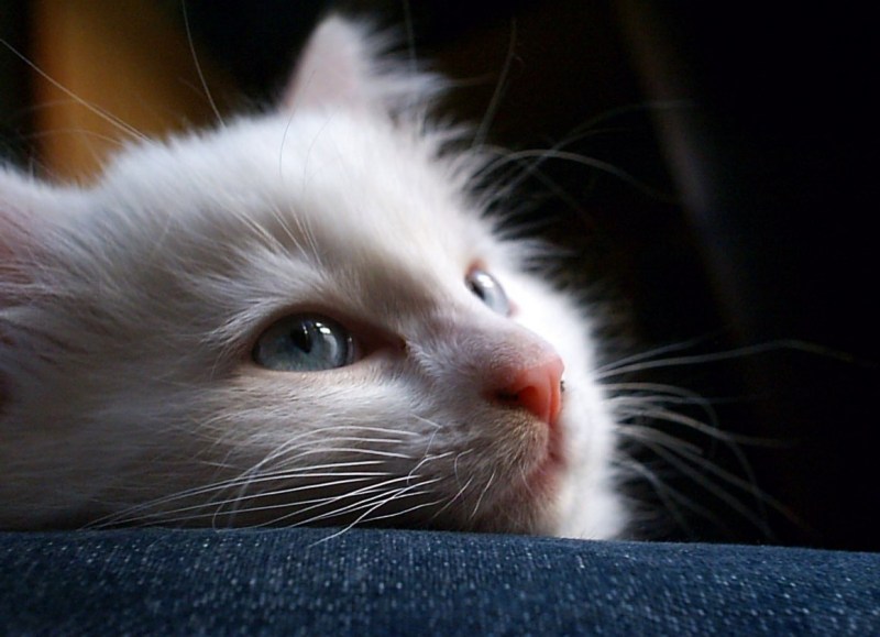 Грустная белая кошечка