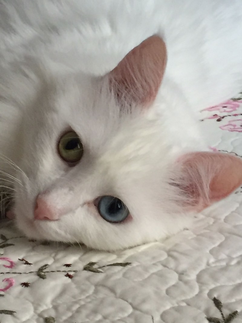 Грустная белая кошка