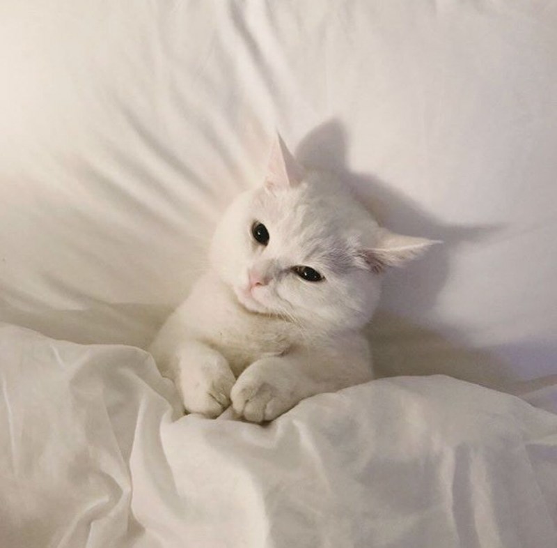 Спящий белый котенок
