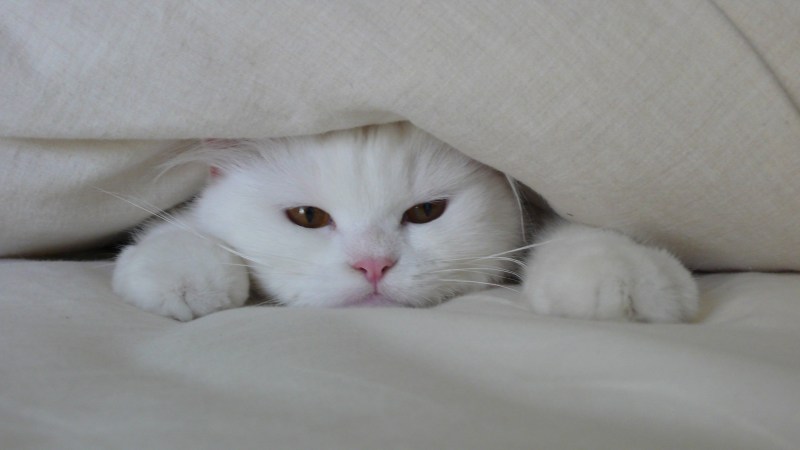 Белый котенок