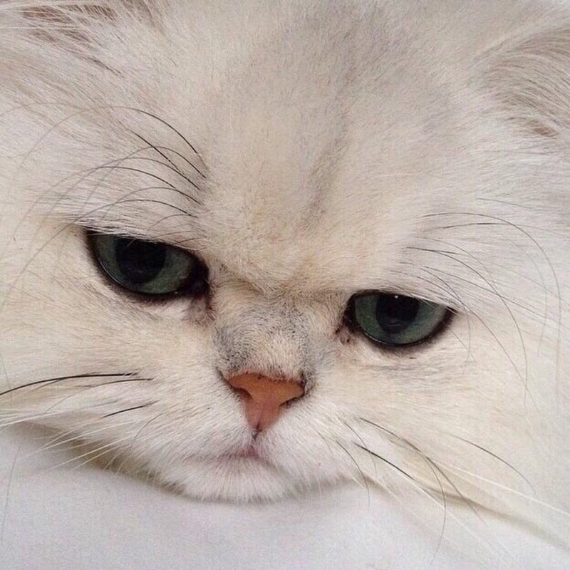 Плачущий кот