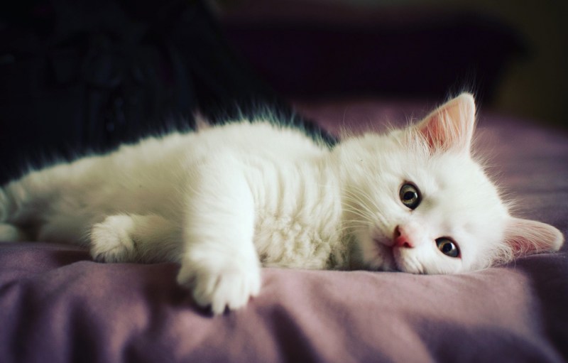Беленький котенок