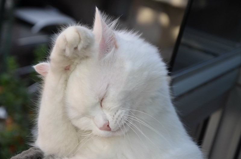Смущенный котик
