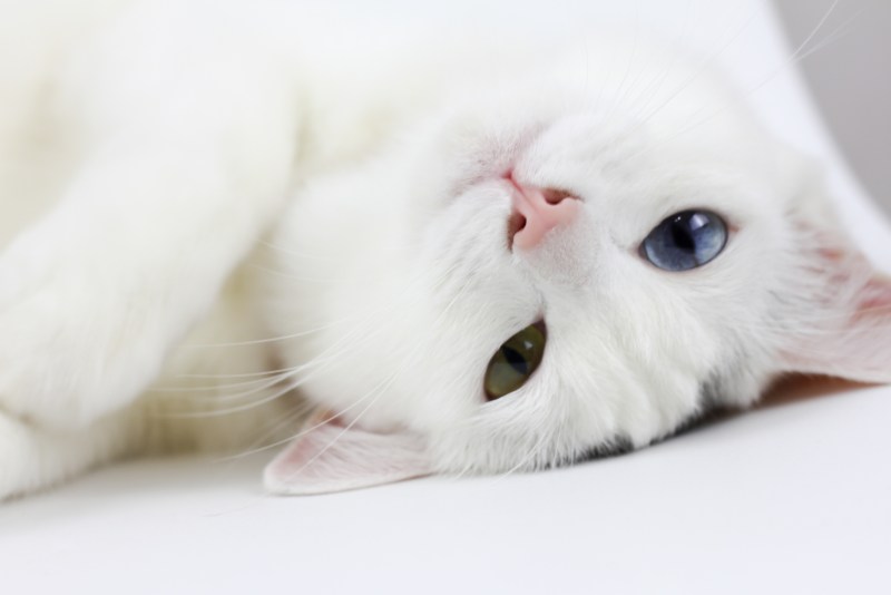 Красивые белые коты