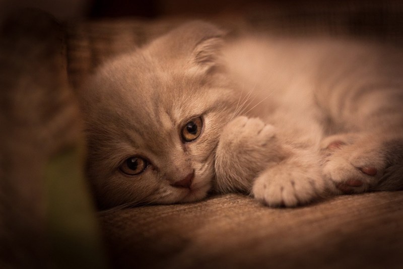 Кошка плачет