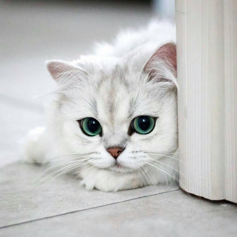 Кот Реджи