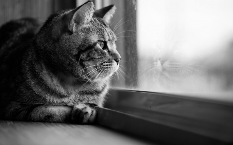 Одинокий кот