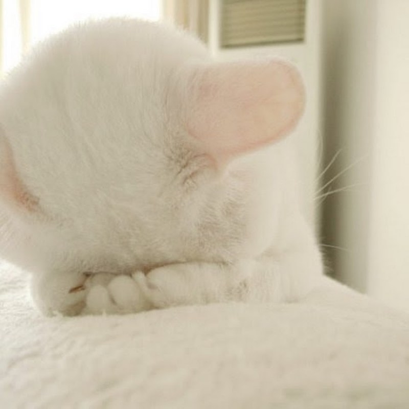 Скучающий котенок