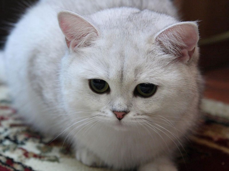 Британская короткошёрстная шиншилла белая