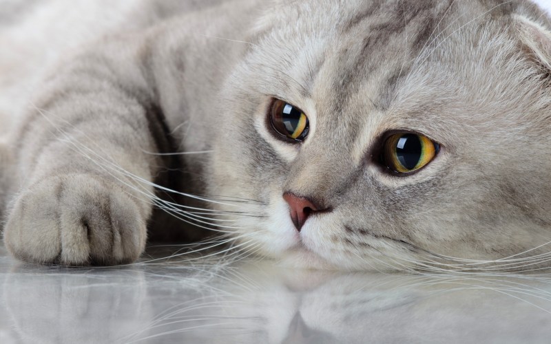 Шотландская вислоухая кошка серая