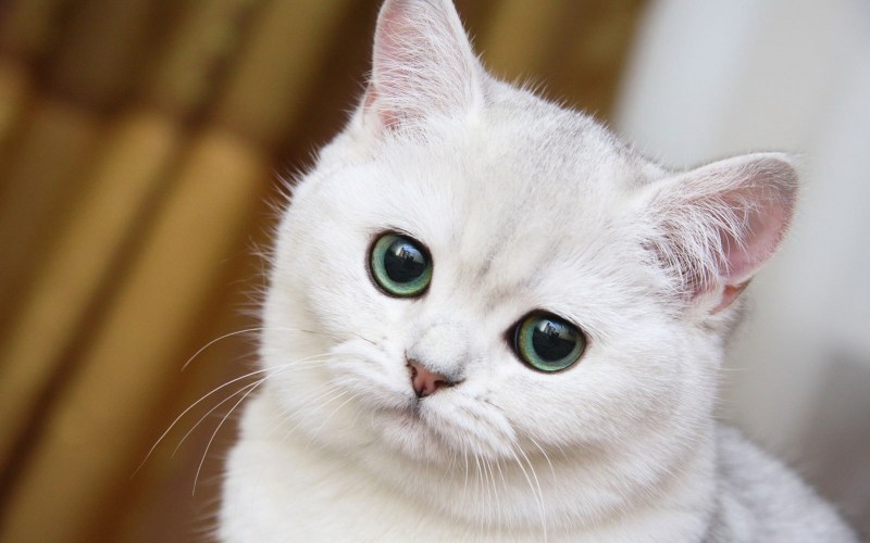 Красивые кошечки