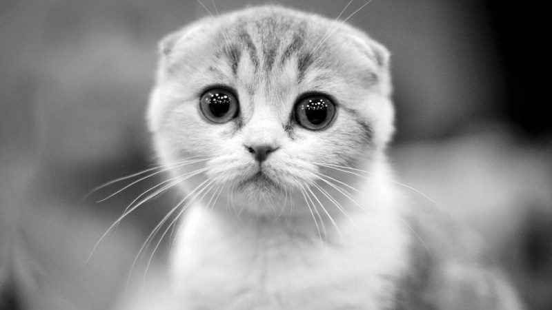 Шотландская вислоухая кошка