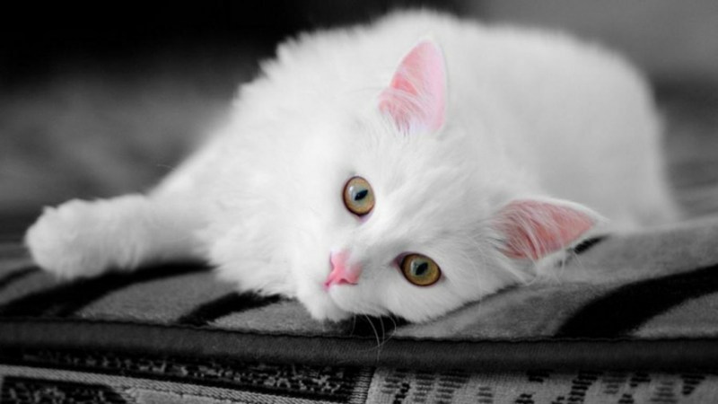 Кошка белая