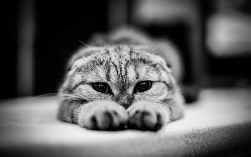 Картинки котиков милых