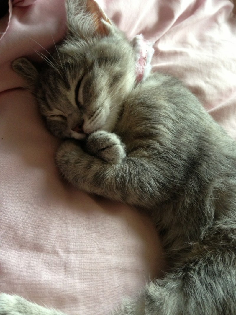 Спящий котик