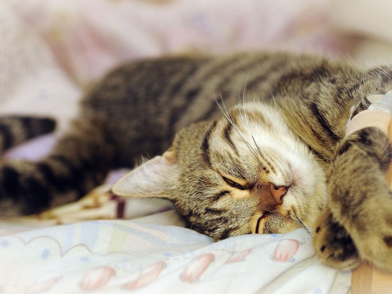 Довольная кошка