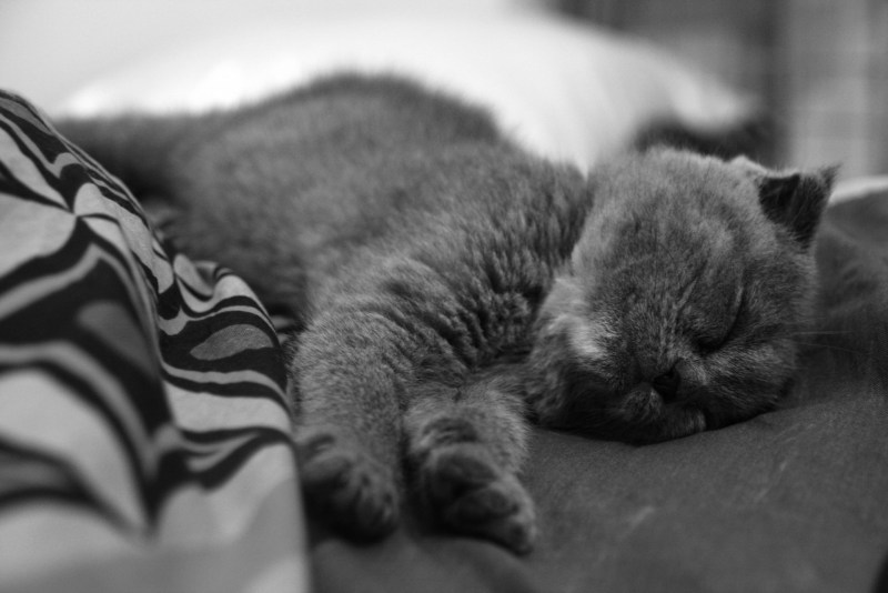 Кот спит