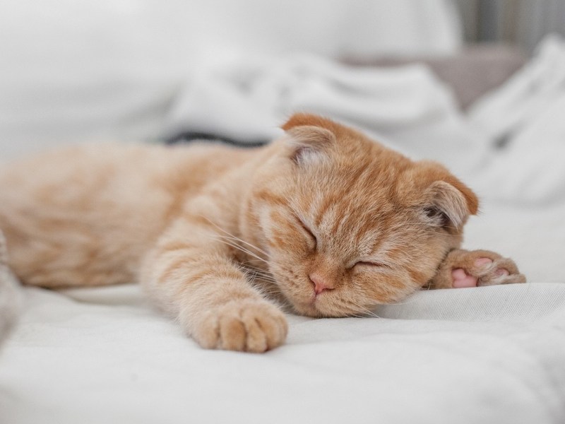 Сладко спящий кот