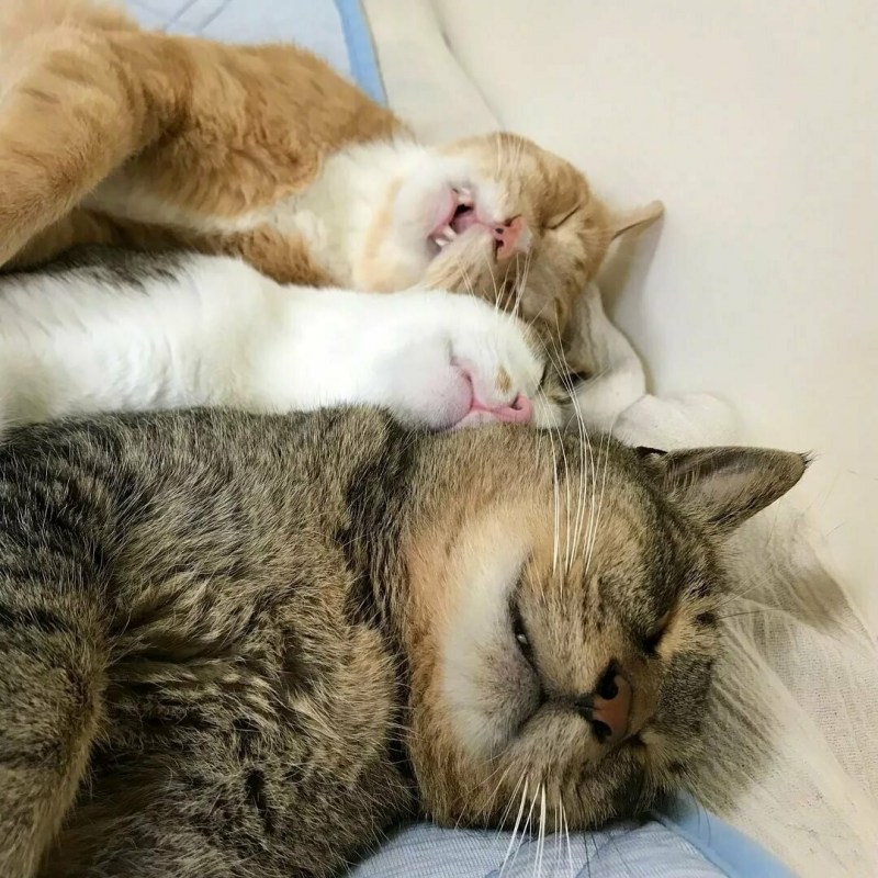 Сонный котик