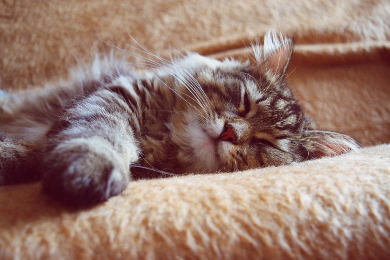 Кошка проснулась