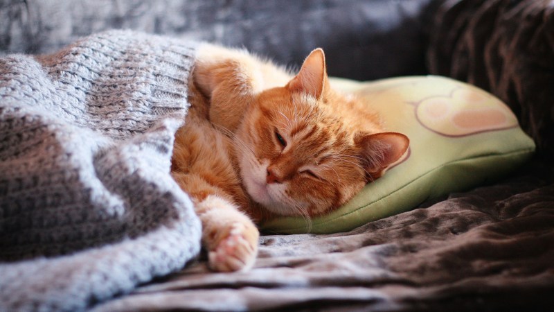 Котик спит