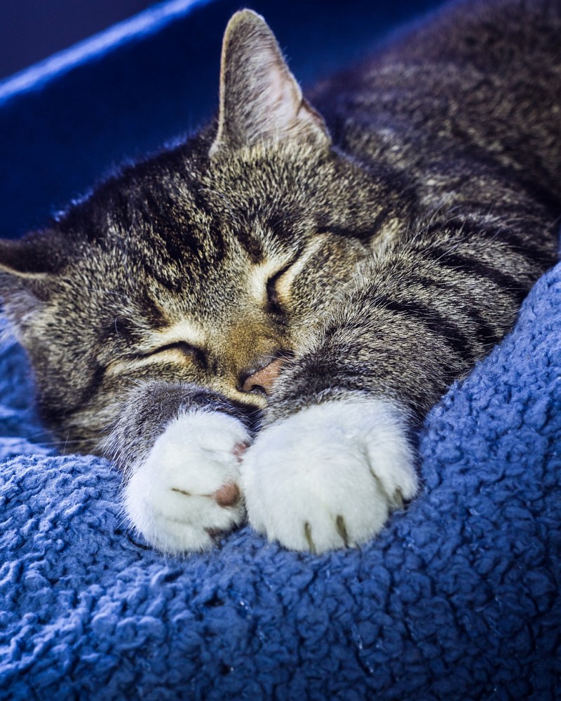 Спящие коты