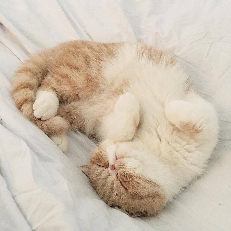 Спящий котик