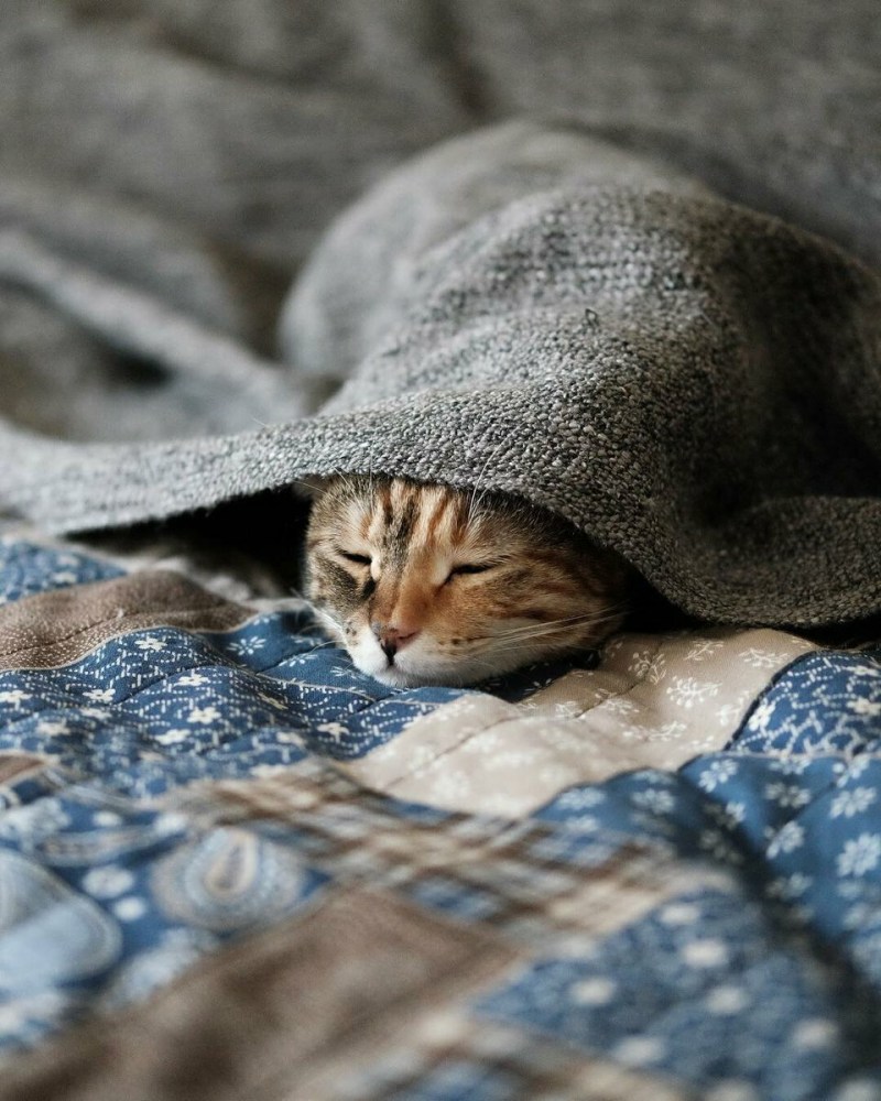 Спящие кошки