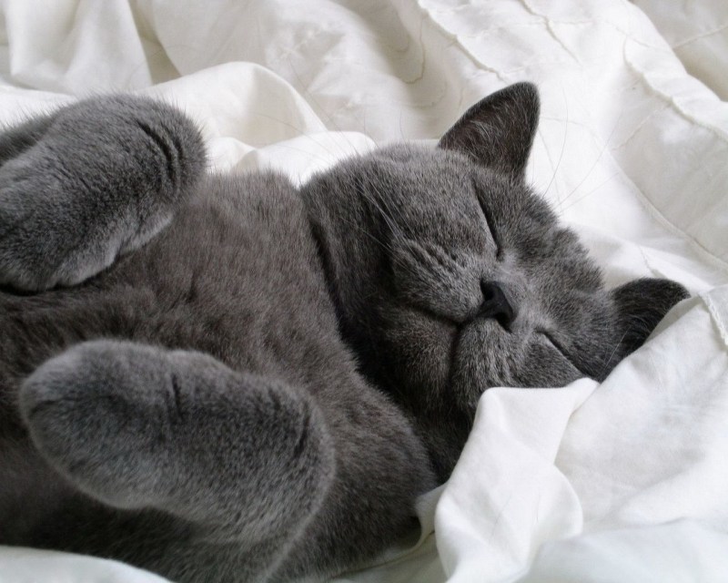 Кошка спит