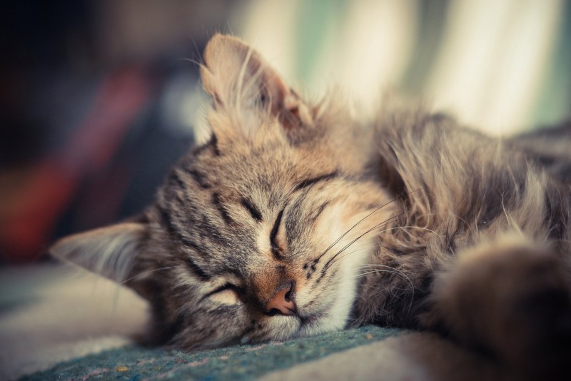 Спящий котенок