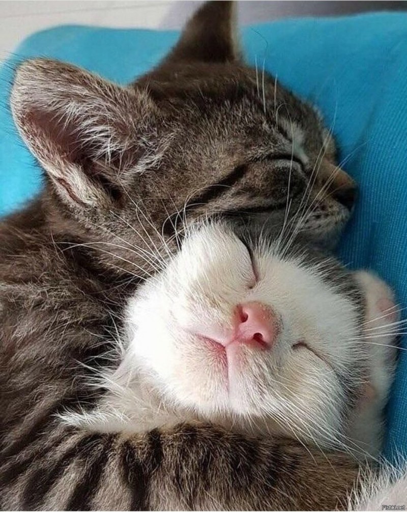 Кошка спит