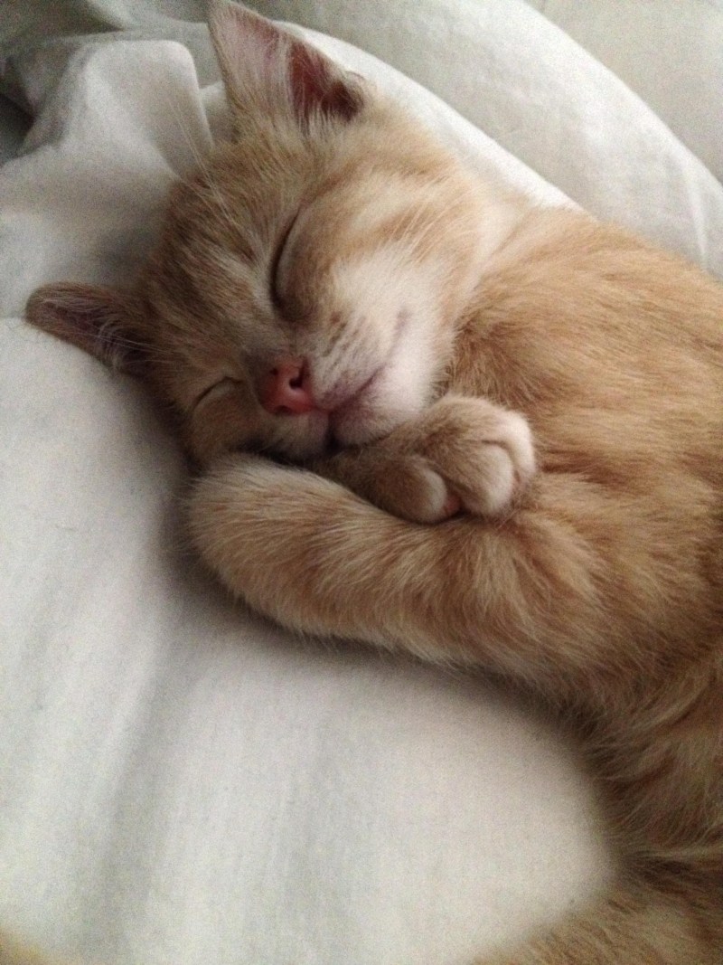 Котенок спит