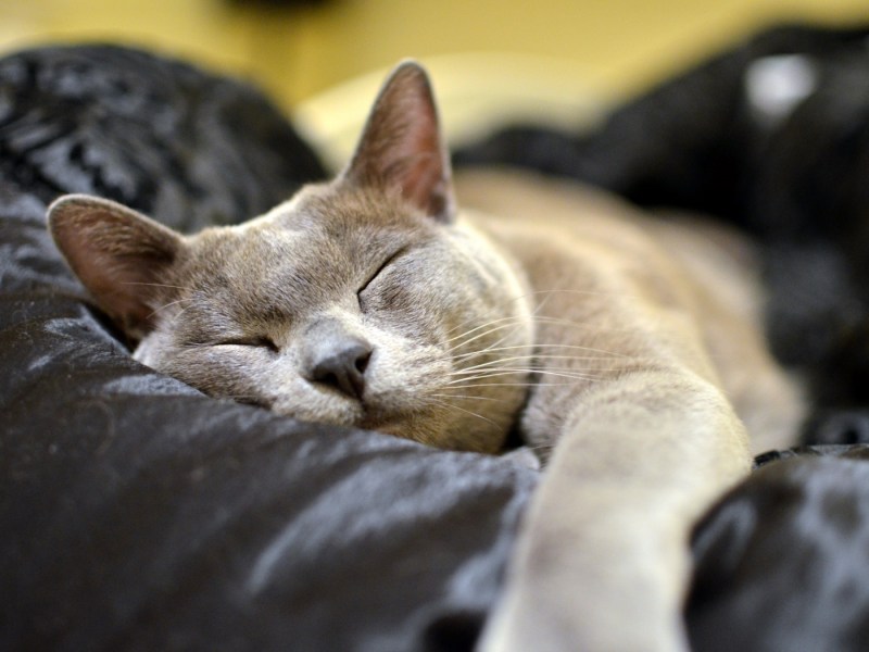 Спящий кот
