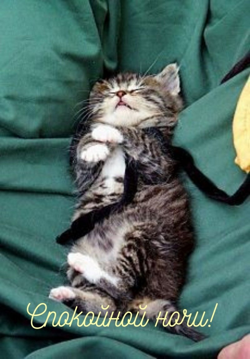 Спящий котенок