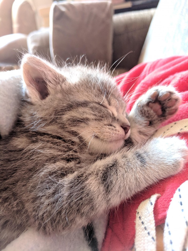 Котенок спит