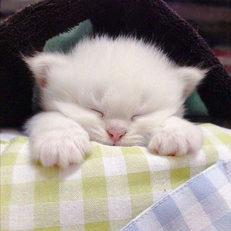 Спящие котята