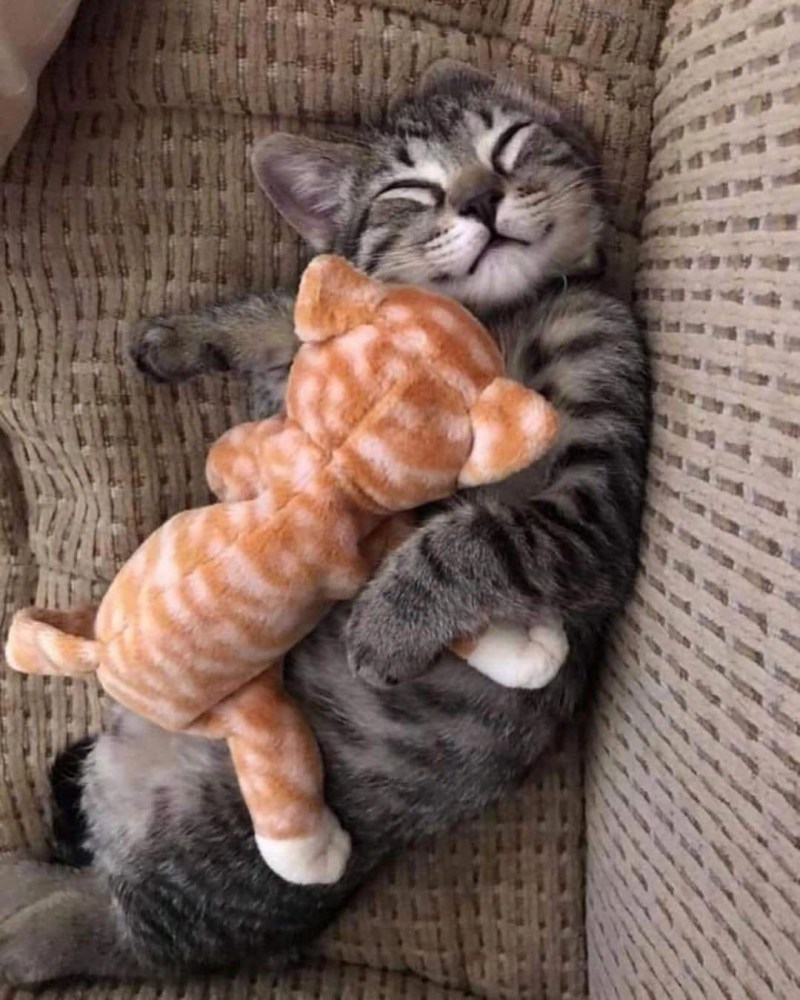 Котенок спит